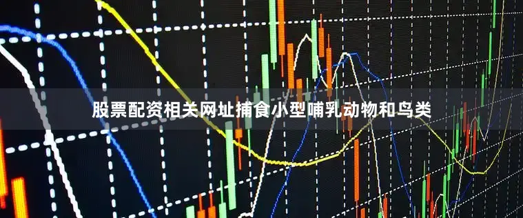 股票配资相关网址捕食小型哺乳动物和鸟类